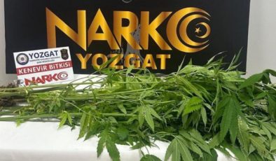 Yozgat Emniyeti’nin uyuşturucuyla mücadelesi devam ediyor