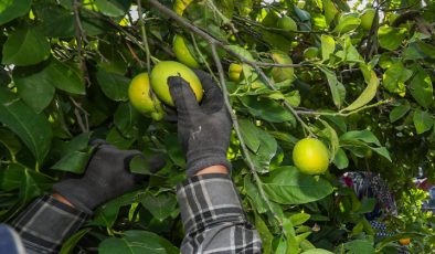 Limon hasadında rekolte geçen seneye göre yüzde 40 düştü