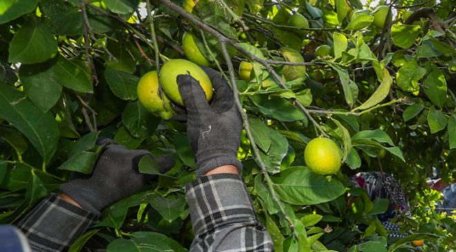 Limon hasadında rekolte geçen seneye göre yüzde 40 düştü
