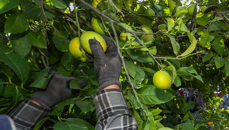 Limon hasadında rekolte geçen seneye göre yüzde 40 düştü