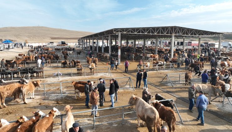 Sorgun Hayvan Pazarı Yeniden Açıldı